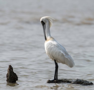 Kaşıkçı maddeler waterland içinde.