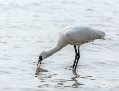 Kaşıkçı maddeler waterland içinde.