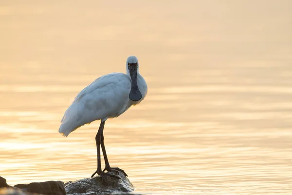 Black Faced Spoonbill Water Land — Stock Photo, Image