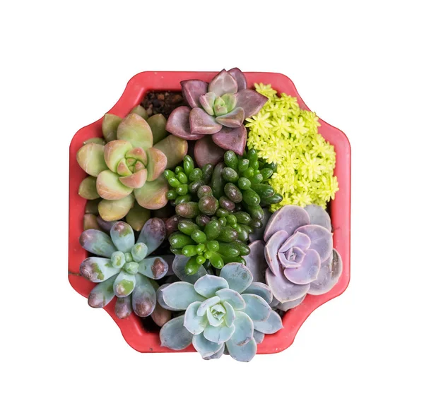  Bahçedeki minyatür sulu bitkiler