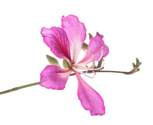 Hong Kong Orchid White Background — Stock Photo, Image