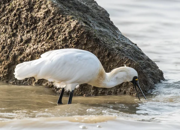 Kaşıkçı maddeler waterland içinde.