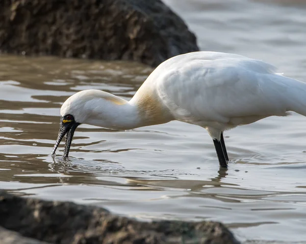 Black Faced Spoonbill Waterland — Stock Photo, Image