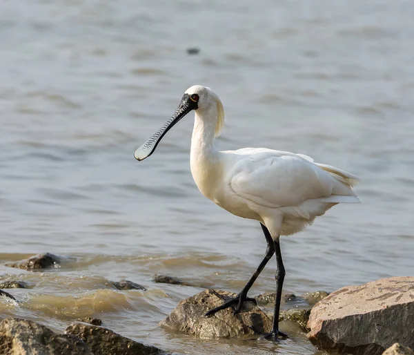 Kaşıkçı maddeler waterland içinde.