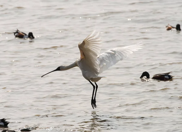 Kaşıkçı maddeler waterland içinde.