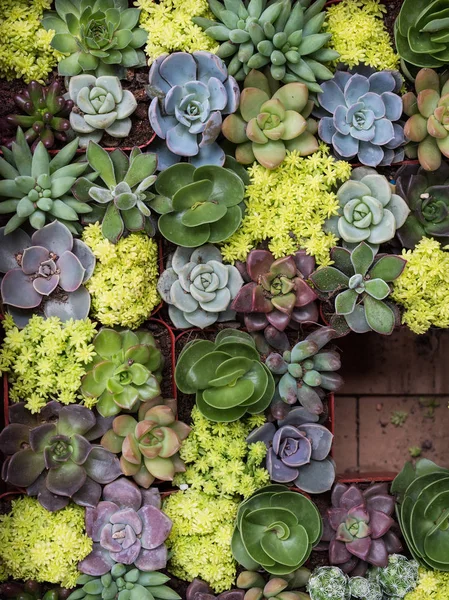 Miniature Succulent Plants Garden — Stock Photo, Image