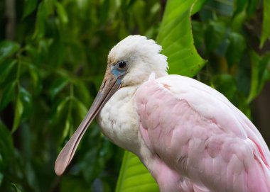 Hayvanat bahçesinde Roseate Spoonbill