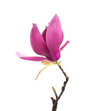 Beyaz arkaplanda izole edilmiş pembe manolya çiçekleri