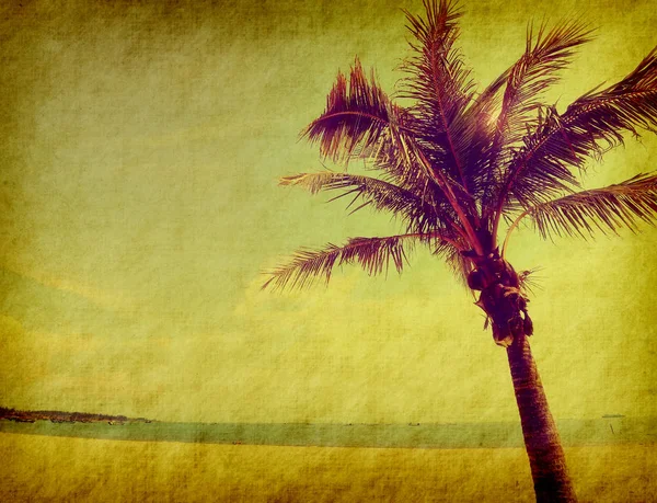 Palma Izolowana Białym Tle — Zdjęcie stockowe