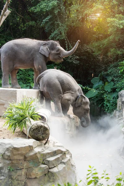 Два Молодых Слона Играют — стоковое фото