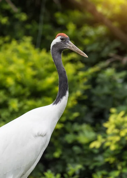Red Crowned Crane Zoo — Stock Photo, Image