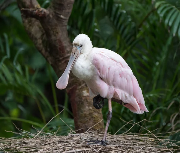 Roseate Spoonbill Στο Ζωολογικό Κήπο — Φωτογραφία Αρχείου