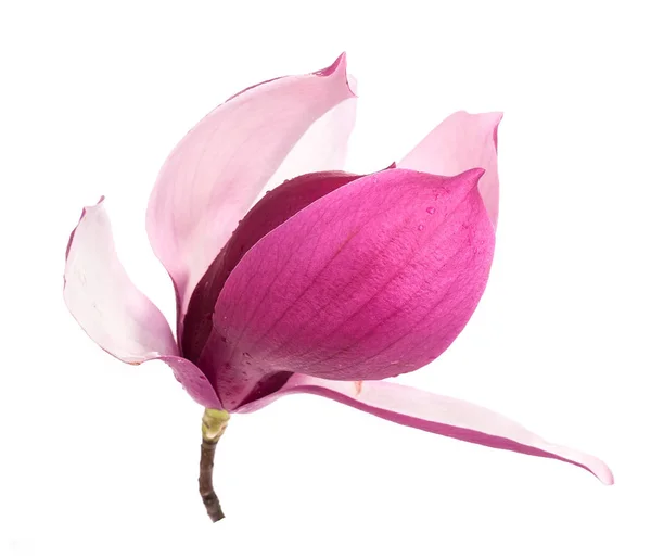 Roze Magnolia Bloemen Geïsoleerd Witte Achtergrond — Stockfoto