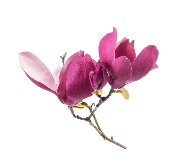 Rosa magnolia blommor isolerad på vit bakgrund — Stockfoto