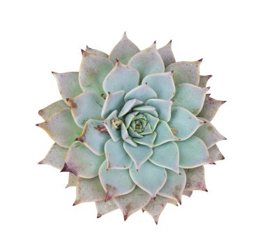 Succulents dikdörtgen düzenlenmesi; kaktüs succulents bir pl