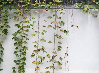 sarmaşık yaprakları beyaz arkaplanda izole edilmiş