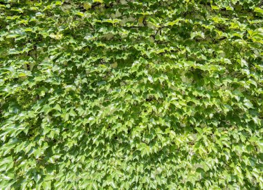 sarmaşık yaprakları beyaz arkaplanda izole edilmiş