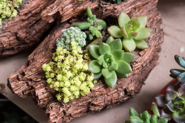 Succulents dikdörtgen düzenlenmesi; kaktüs succulents bir pl