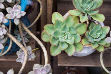 Succulents dikdörtgen düzenlenmesi; kaktüs succulents bir pl