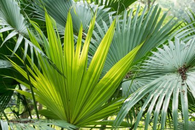 Borassus flabellifer, şeker palm, whit üzerinde izole Kamboçyalı palm