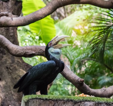 Yağmur ormanlarında büyük Kartallar