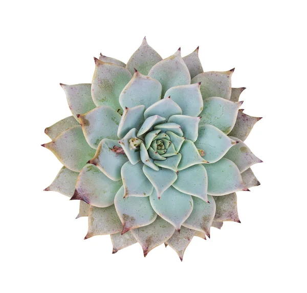 Rectangular arrangement of succulents; cactus succulents in a pl — Stock Photo, Image