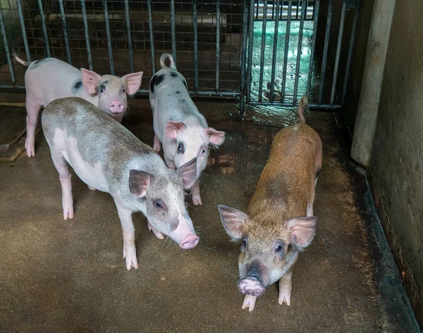 Свиньи Ферме — стоковое фото