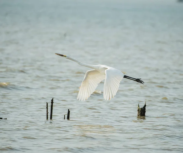 White Egret on a lagoon — Stock Photo, Image