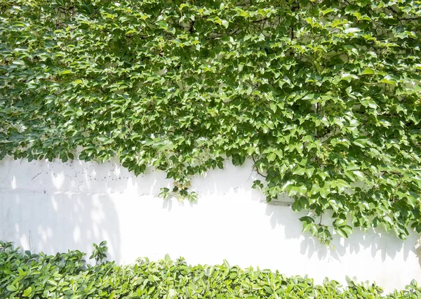 Klimop bladeren geïsoleerd op een witte achtergrond — Stockfoto