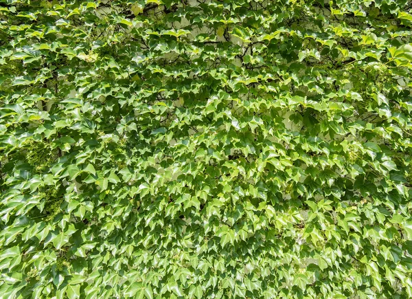 Ivy leaves isolated on a white background — Stock Photo, Image