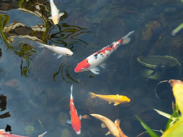 Peixes koi na lagoa — Fotografia de Stock