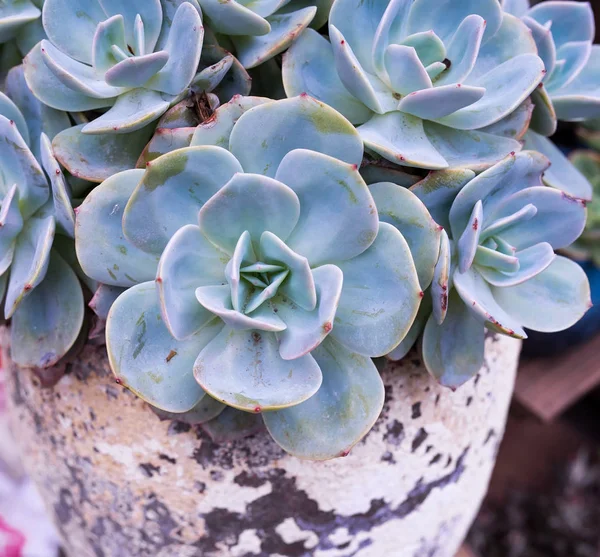 Succulents;의 직사각형 배열 선인장 succulents는 pl — 스톡 사진