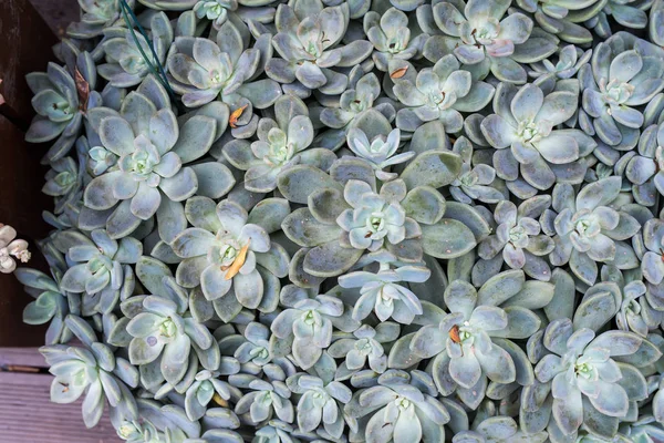 Succulents;의 직사각형 배열 선인장 succulents는 pl — 스톡 사진