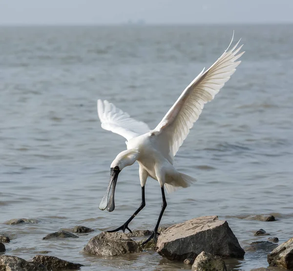 Black-faced Spoonbill — Stock Photo, Image