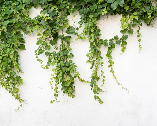 Ivy leaves isolated on a white background — Stock Photo, Image