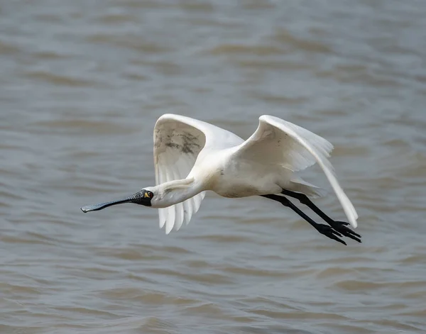 Black-faced Spoonbill — Stock Photo, Image