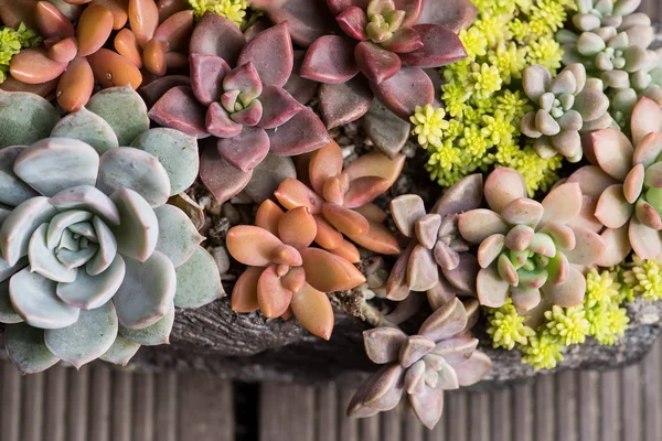 Plantas suculentas em miniatura no jardim — Fotografia de Stock