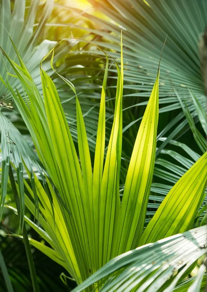 Borassus flabellifer, Sugar palm, kambodzsai palm elszigetelt Pünkösd — Stock Fotó