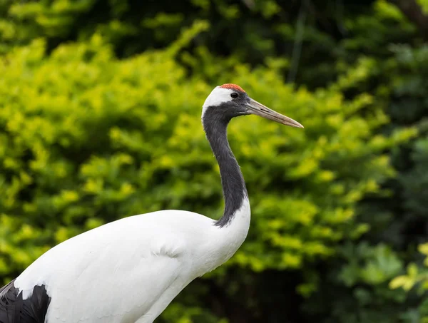 Red-Crowned crane — Stock Photo, Image