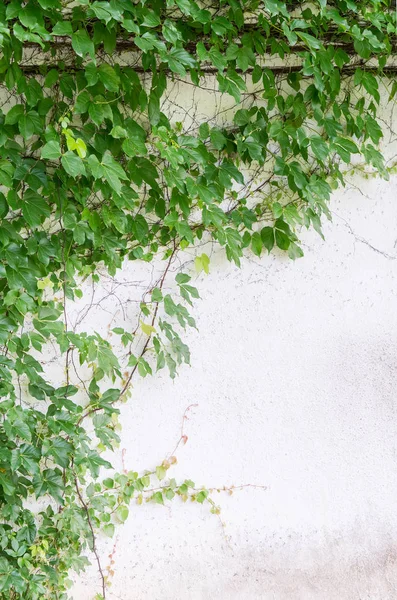 sarmaşık yaprakları beyaz arkaplanda izole edilmiş