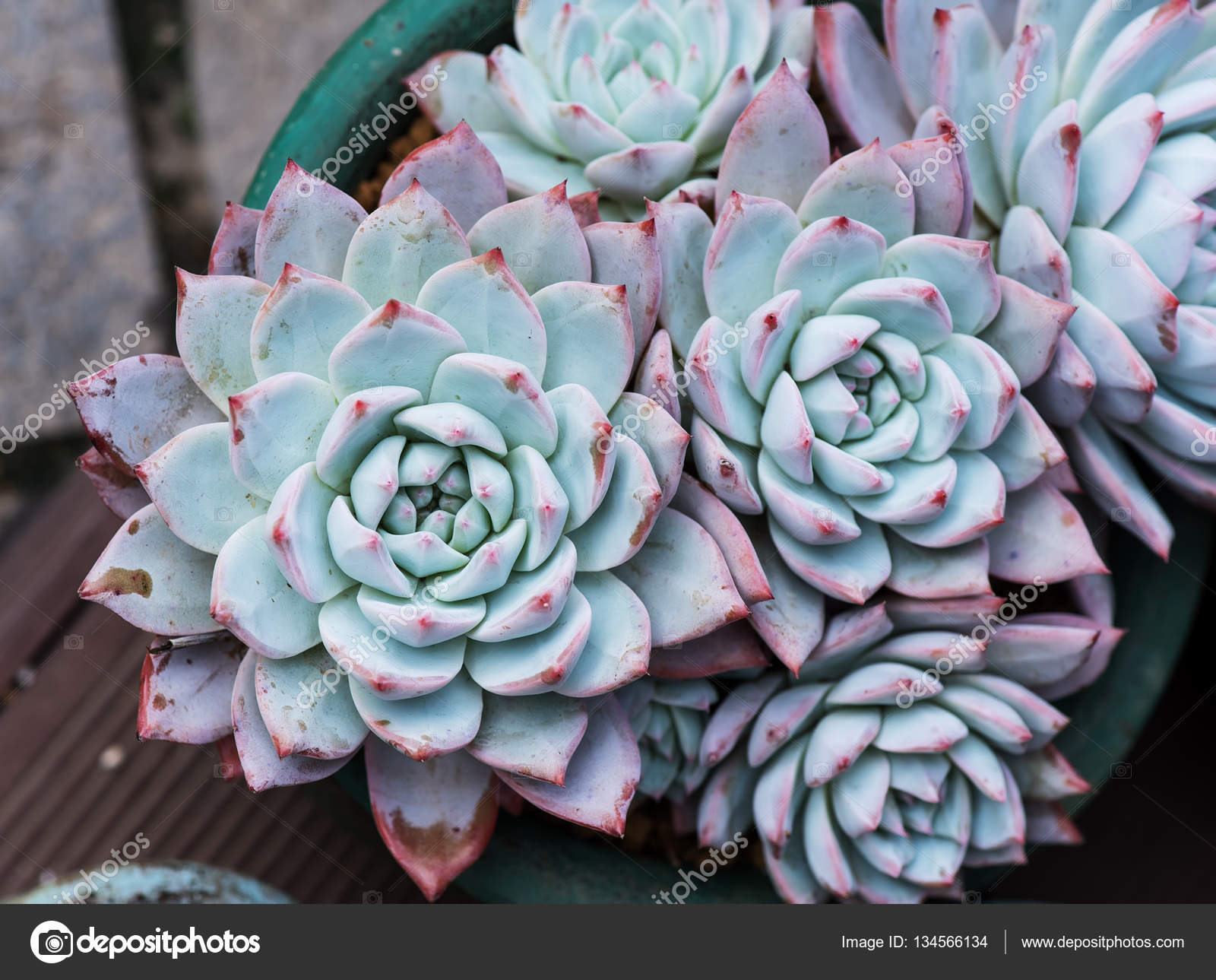 Miniatur-Sukkulenten Pflanzen im Garten — Stockfoto ...