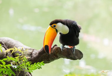 Yağmur ormanlarında büyük Kartallar