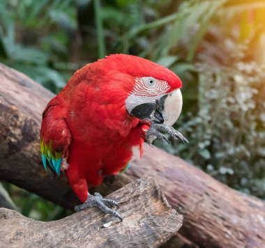 Renkli papağanlar tünekte oturuyor..