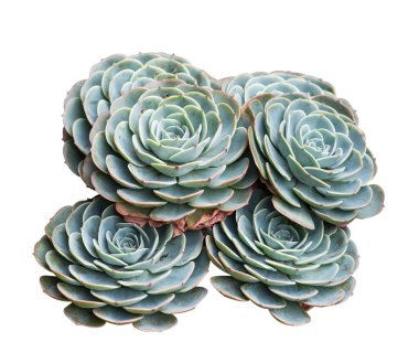 İzole minyatür etli bitkiler