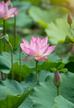 çiçek açan lotus çiçeği