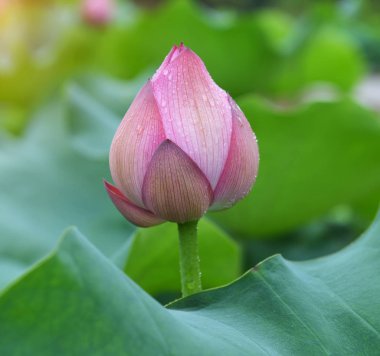 çiçek açan lotus çiçeği gölet