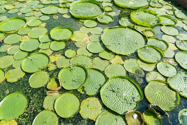 Huge floating lotus(Giant Amazon water lily,Victoria amazonia) l — Stock Photo, Image