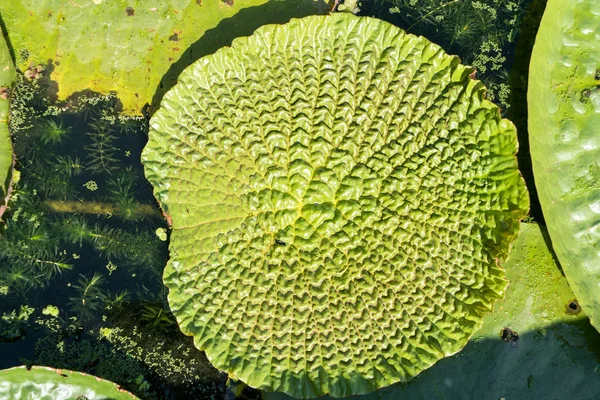 Enorme drijvende lotus (Giant Amazon Waterlelie, Victoria amazonia) l — Stockfoto