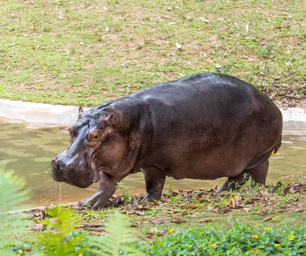 Спарринг бегемота в зоопарке — стоковое фото