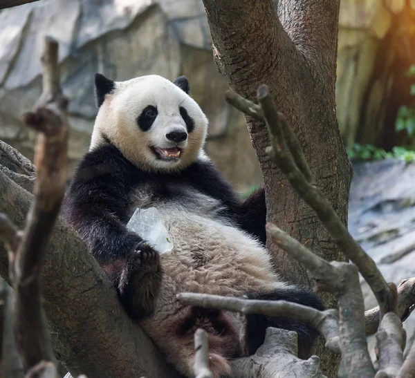 Panda medve ül a fa — Stock Fotó